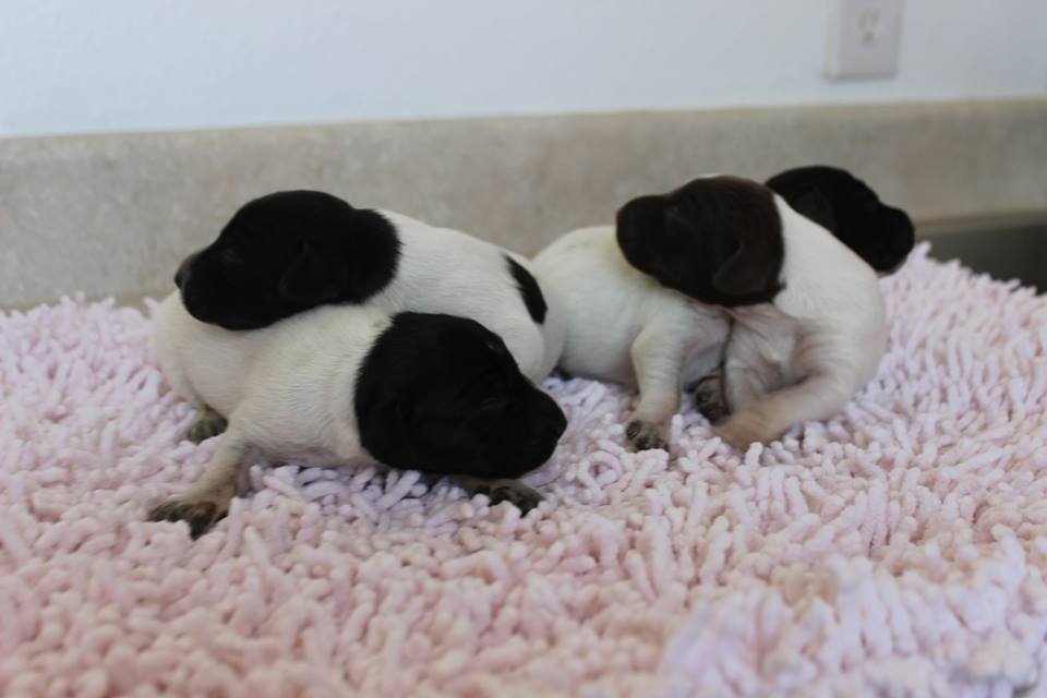 Litters Litters