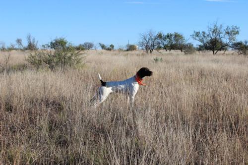 English Pointers Breed Photo