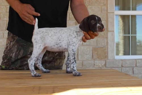 Puppies Category Photo