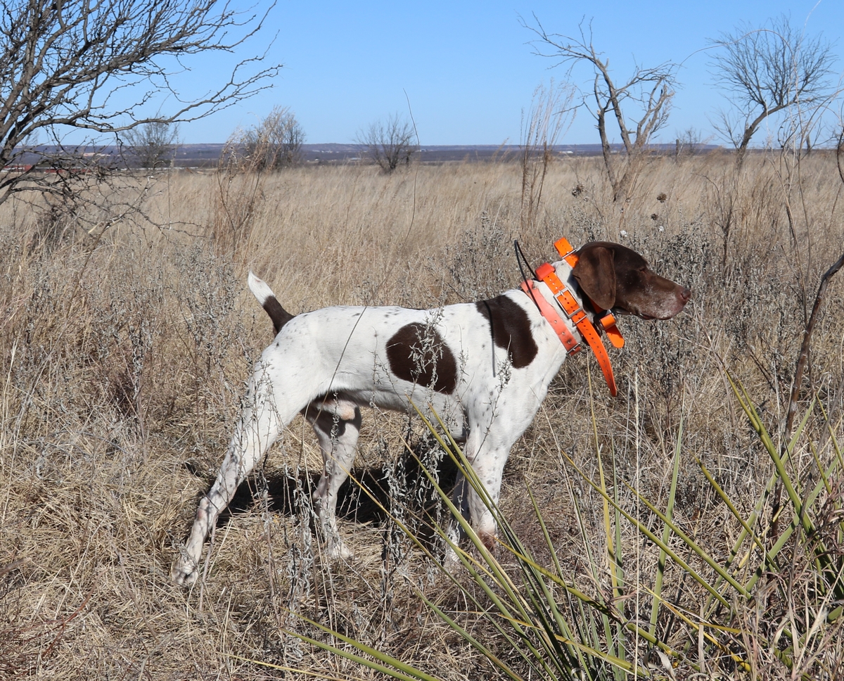 FC AFC Keg Creek Colorado Cowboy