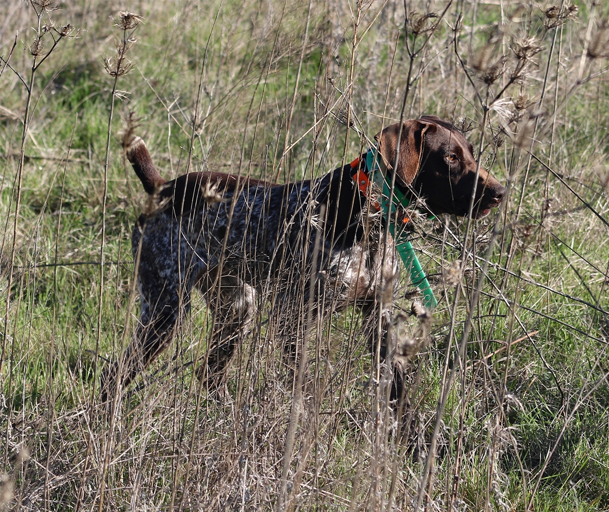 Big Country's Penelope