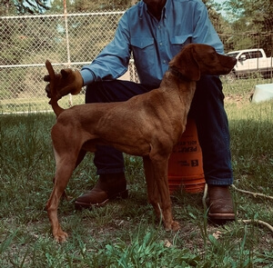 Rojo de Tejas Ck Slim Shady