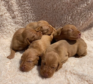 Slim - Frankie litter