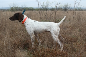 RU 2015 National Shooting Dog Champion Cajun's Rock Solid