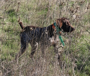 Big Country's Penelope