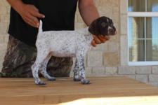 Puppies Category Photo