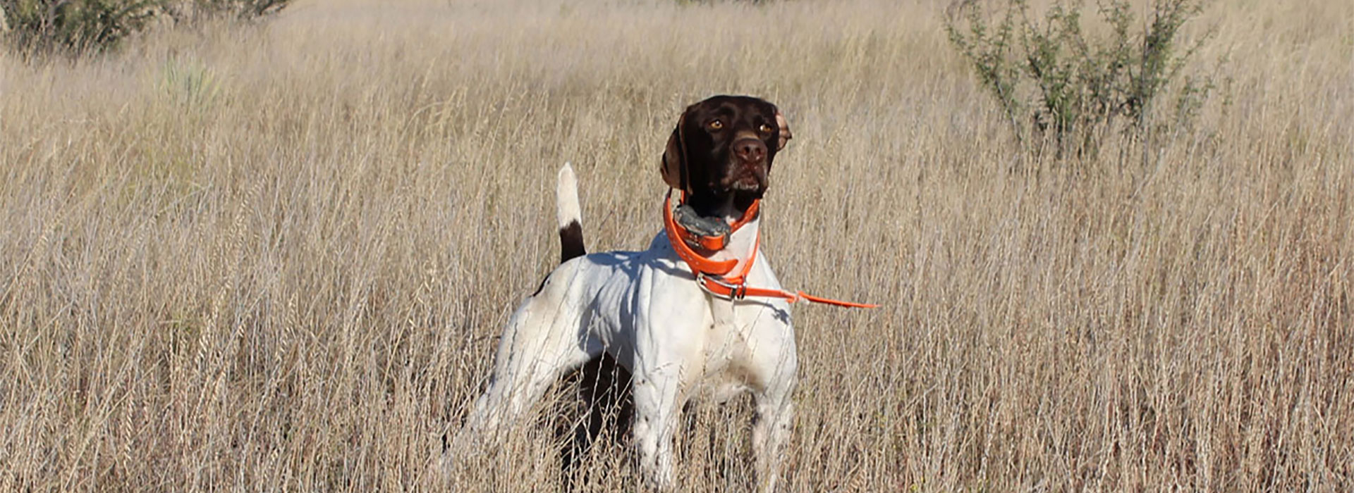 Contact Big Country Kennels Inc