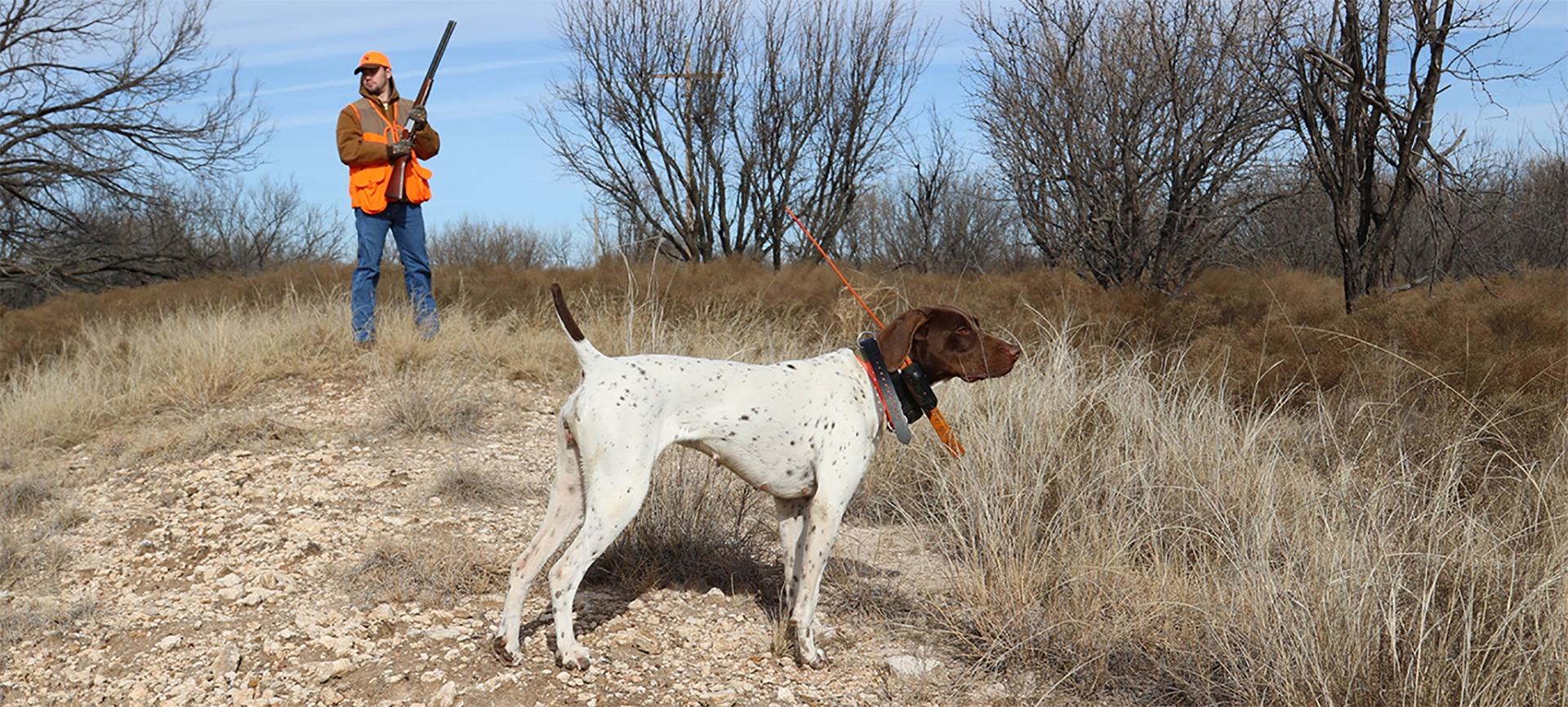 Guided Upland Hunts in Texas