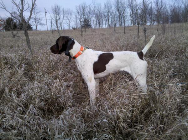 Guided Quail Hunts in Texas